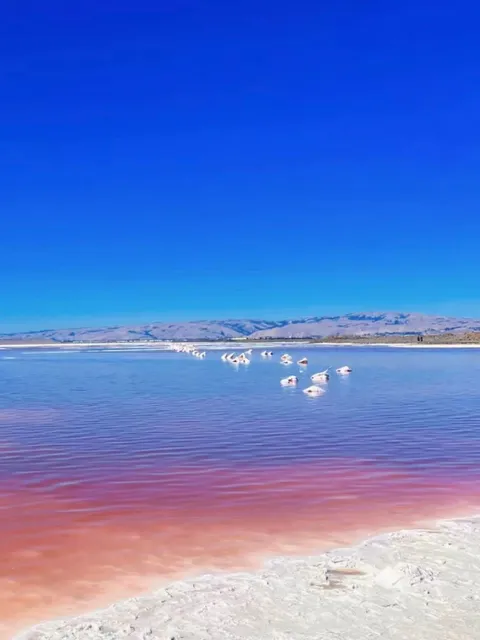 Bay Area Must-Visit｜San Jose’s Pink Salt Lake ✨ Seasonal Magic!