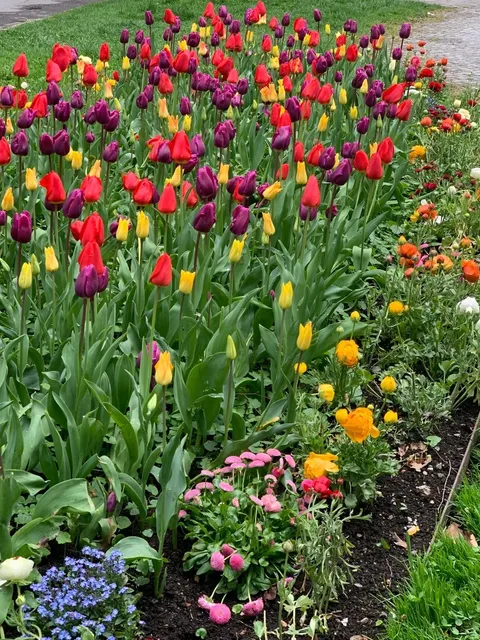 🇦🇹 Not that the Netherlands isn't great, but Bregenz offers better v