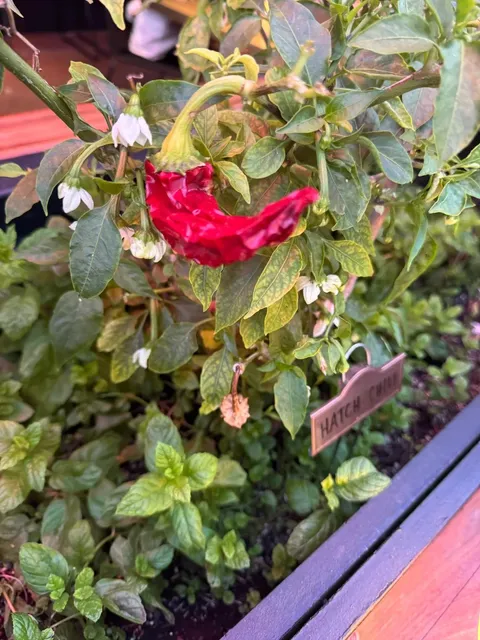 Newport Beach | Michelin-Recommended Restaurant 👩‍🍳​