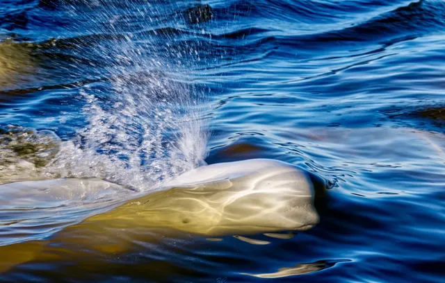 The Ultimate Arctic Summer Adventure 