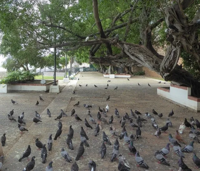 Newly Built and Renovated Pigeon Park