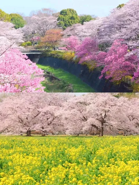 🌸 Off-the-Beaten-Path Cherry Blossom Spots | 🌸 Sakura Viewing Destin