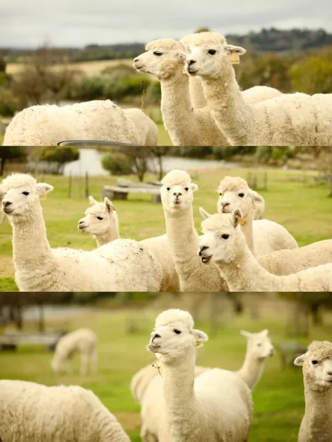Around Canberra | Alpaca Farm Collection
