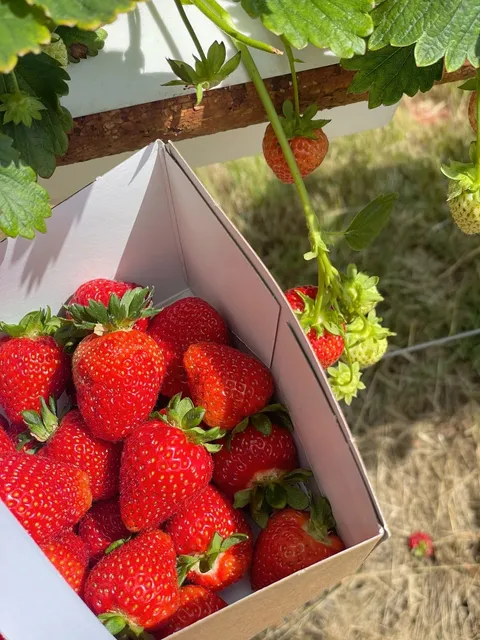Come Pick Giant Strawberries Near London!