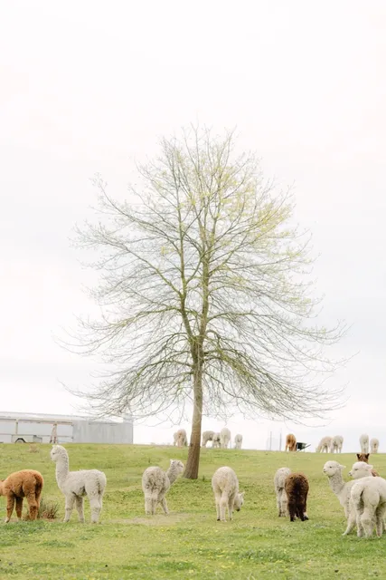 🇦🇺 Adelaide Hidden Gem: Ambersun Alpacas Farm 🦙✨