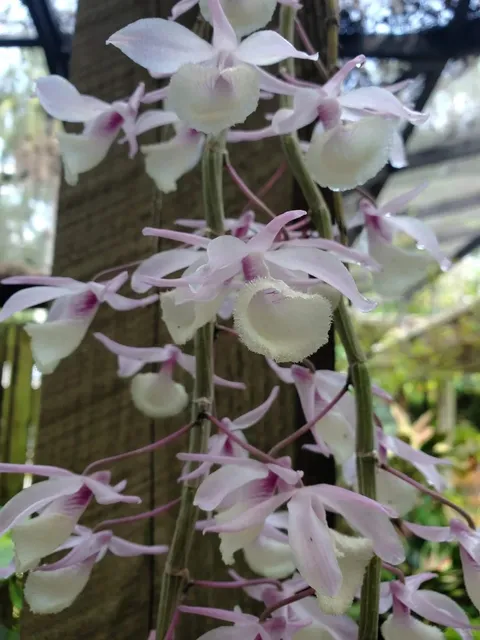 Eureka Springs Park | Tampa’s Hidden Botanical Gem 🌿🌺