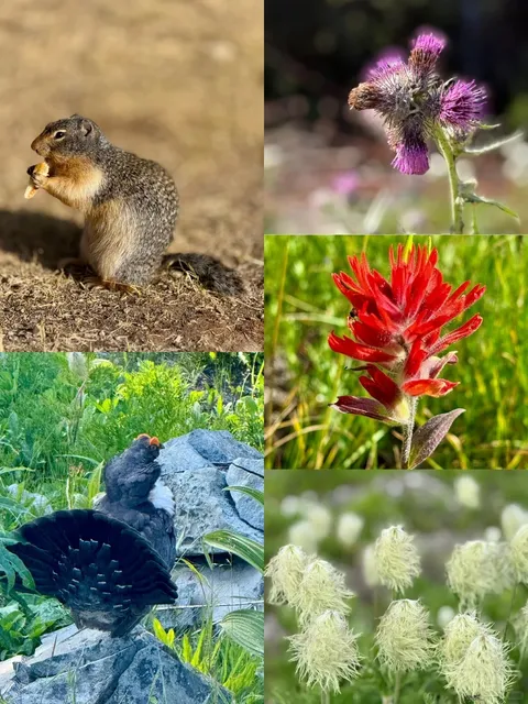 🇨🇦 ​​Wildflower Wonderland: Manning Park in Full Bloom!​​ 🌸🐦