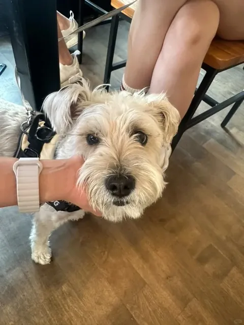 Chicago | Falling in Love with the Roast Sausage at a Milk Tea Shop