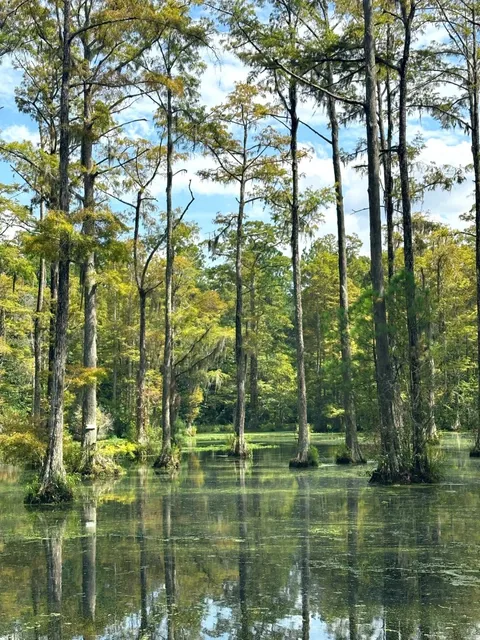 🇺🇸 Ultimate Charleston Guide