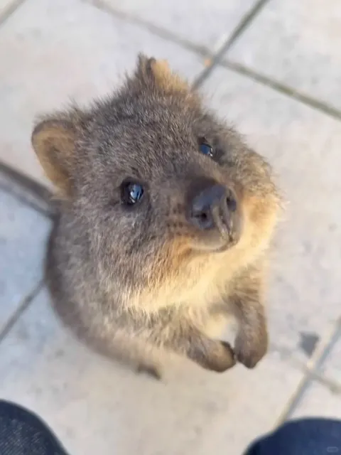 Quokka Encounter: Australia’s Happiest Wildlife Moment 🦘💕