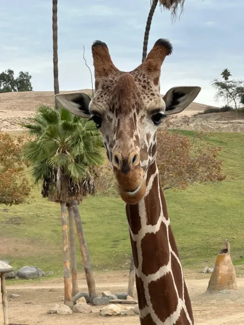 No Need to Go to Africa – LA Has the #1 Wildlife Safari Too! 🦁  