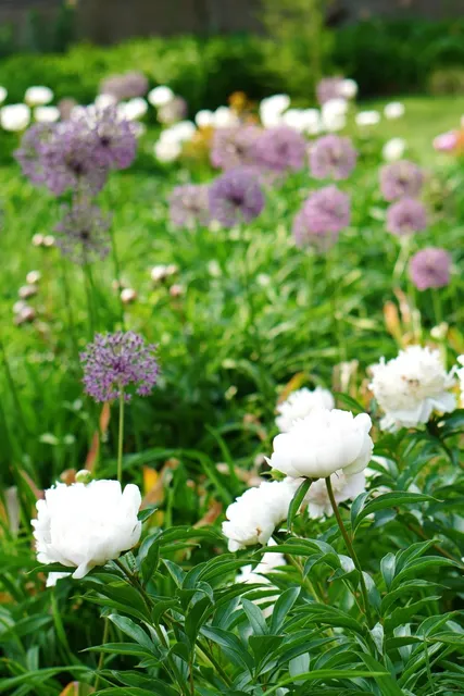 🌳 Chicago Botanic Garden: A June Oasis of Blooms & Tranquility
