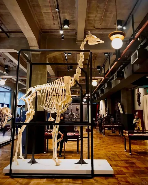 「INTERMEDIATHEQUE」is a small specimen museum.