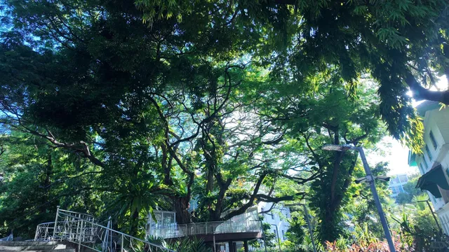 🇲🇻 Male City Walk Guide: A 2-Hour Adventure!