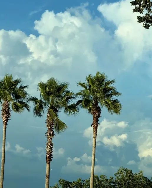 A Perfect Weekend at Tampa's White Sand Beach!