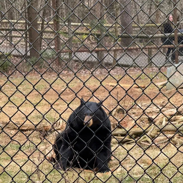 🇨🇦 Halifax | Must-Visit Nearby Wildlife Park 🐯🦉🦌🦝