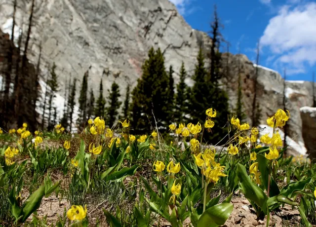 Jackson, Wyoming | 3 Days & 2 Nights to Unravel the Cowboy Town 🤠