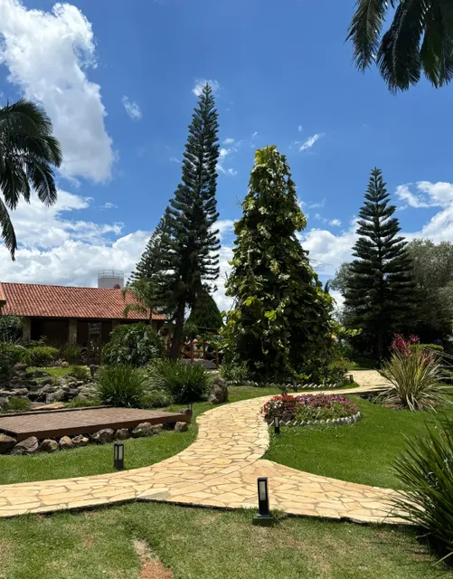 Picking Grapes in São Paulo 🇧🇷 | Experience the Brazilian-Style Farm