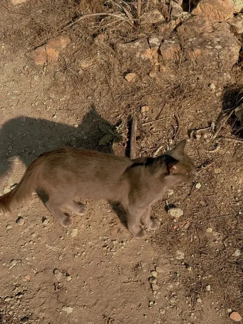 The Mediterranean Powerhouse of the First Millennium BCE 🏟️（2）