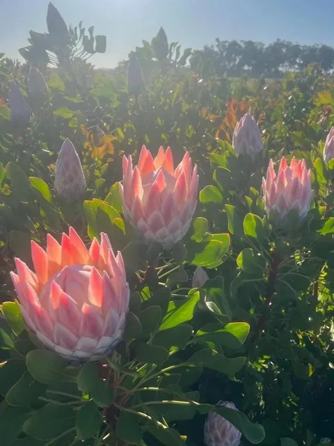 The perfect encounter of wildness and romance