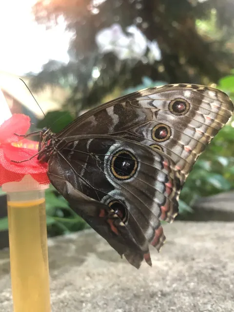 🎭 Branson, MO – The "Little Las Vegas" of the Midwest! 🎰✨