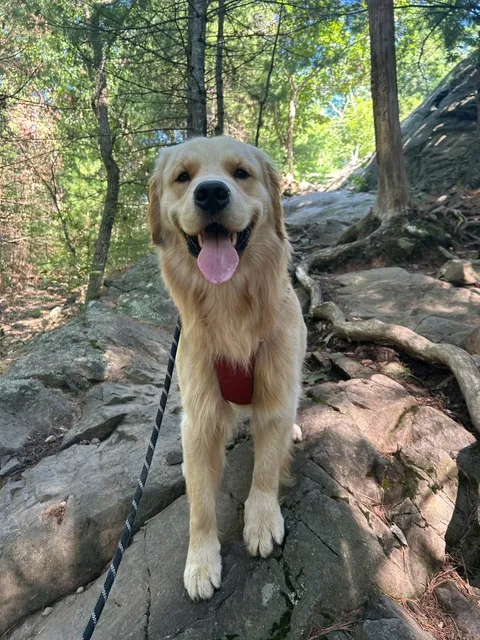 🐕 Blue Hills Reservation - JJ's First Big Hike Adventure! ⛰️  