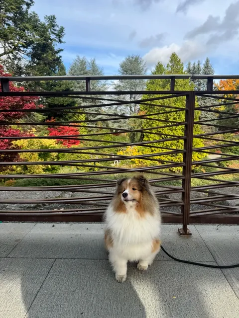 Seattle's Kubota Garden 🍁 | A Perfect Autumn Day