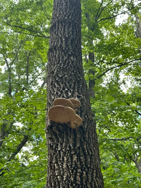 Half-Day Hike in St. Louis | Rock Quarry Trail Adventure 🌿