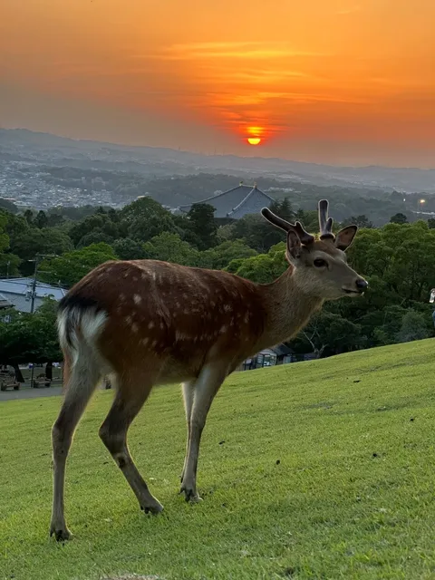 The Life - Scenery of Mount Wakakusa (2)🌿