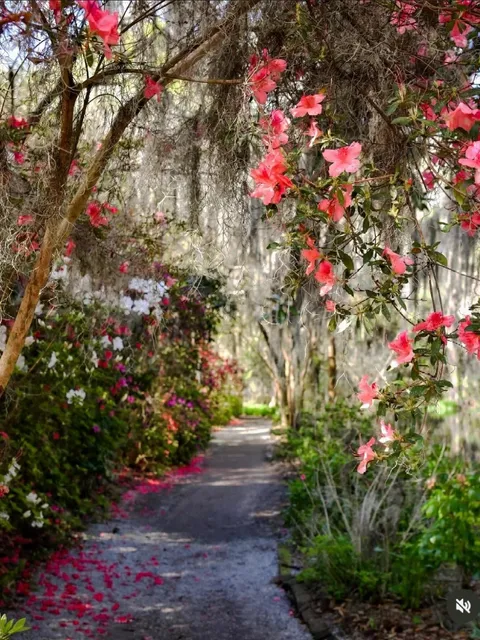 Discovering Charleston: A Southern Gem 🌿