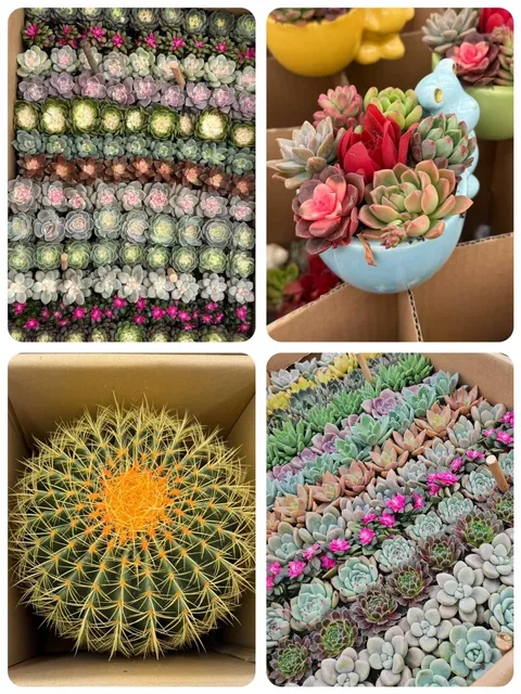 🌺 Flower Market Hopping – A Botanic Adventure! 🌿💐