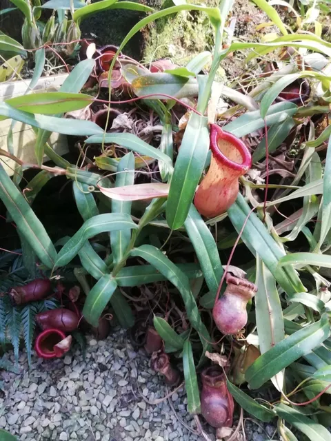 Utrecht University Botanic Gardens 🌿🌺