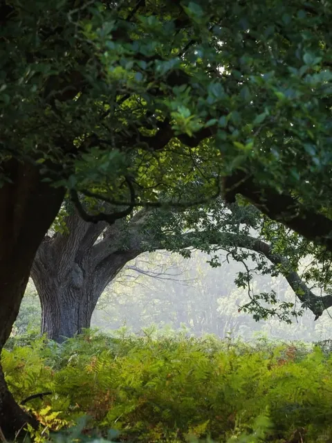 ​​🇬🇧 New Forest: London’s Secret Fairytale Escape (Just 1.5hrs Away!