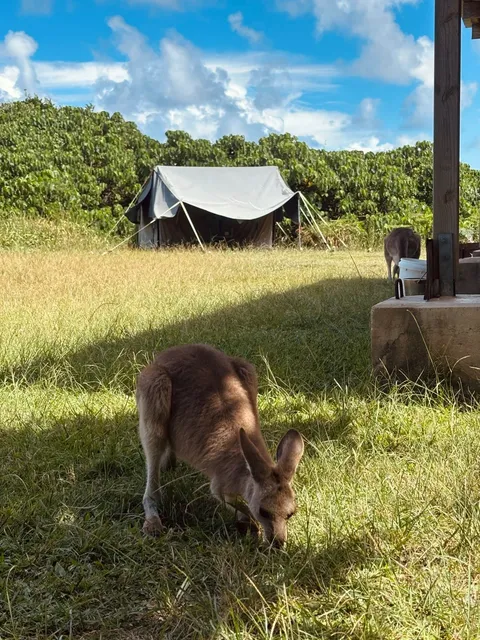 🇦🇺 North Stradbroke Island Day Trip Guide