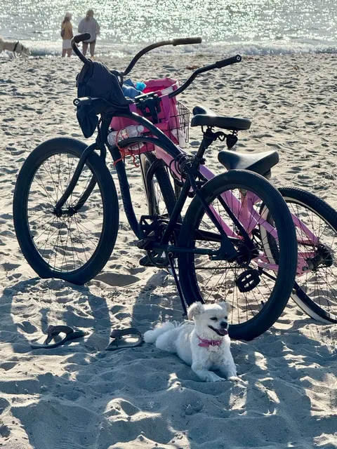 🇺🇸 LA’s Most Adorable Dog Beach – Rosie’s Dog Beach 🐾🌊