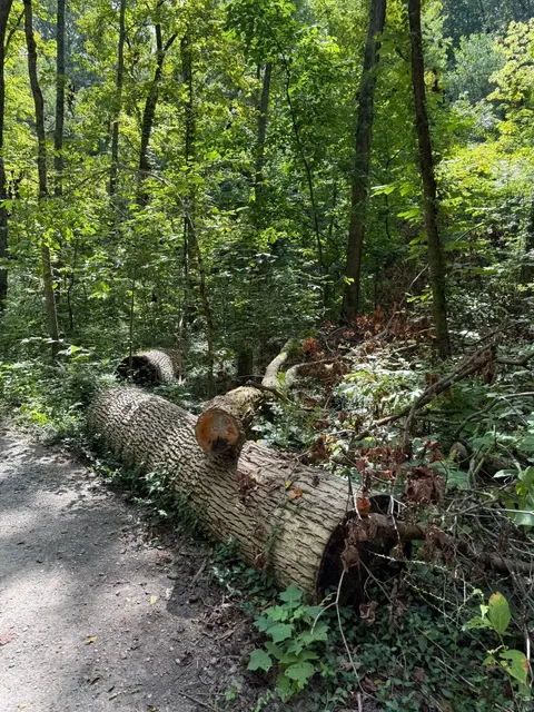 Today's Cincinnati Skyline & Park Check‑In 📸✨