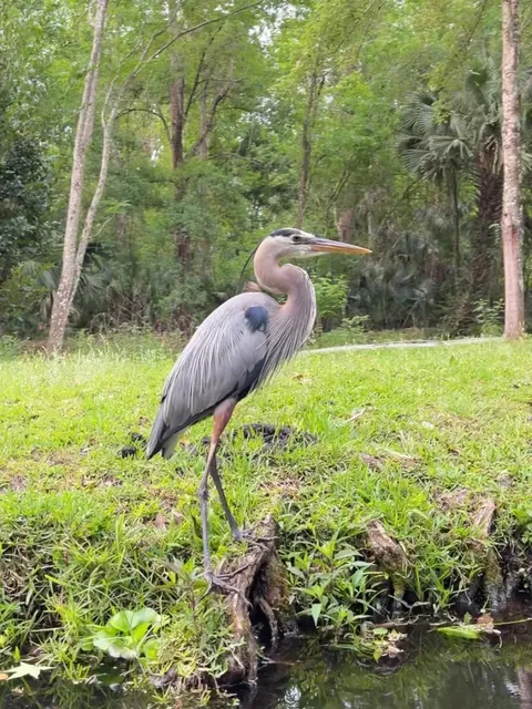 🇺🇸 Orlando Kelly Park｜Kayaking in a Tropical Rainforest 🚣🏻‍♀️
