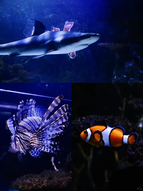 Shreveport & Texarkana "Twin Cities" Guide 