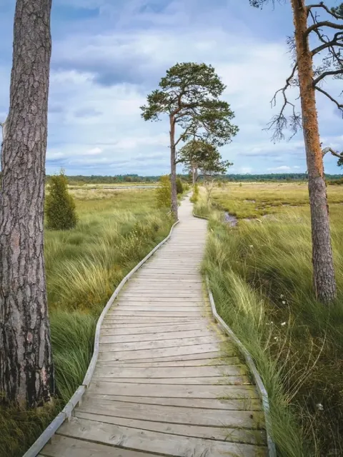 🇬🇧 Thursley Common - The UK's Most Underrated Hiking Gem!  