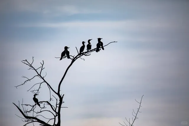 🇧🇷 Day 2: Wildlife Photography Safari - Pantanal's Raw Magic!