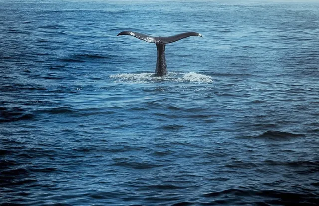 Whale Watching in Iceland: A Summer of Pristine Beauty