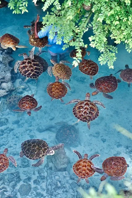 🇹🇿 Zanzibar | Swimming with Turtles in a Blue Cave Adventure