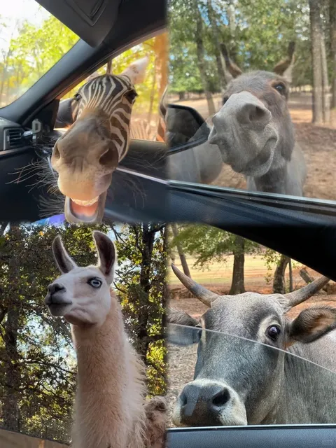 Houston Zoo Ultimate Guide: Flamingos, Feeding Sessions & 50%OFF Tips!