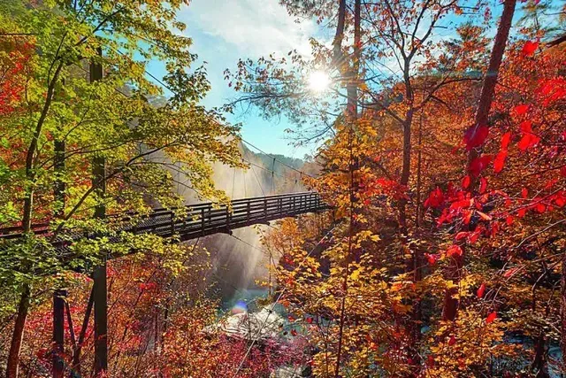 🍁 Atlanta's Ultimate Fall Foliage Guide (Oct–Nov)