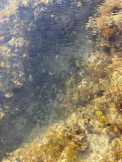 OMG! Abalone Hunting in Perth is TOO EASY!! 