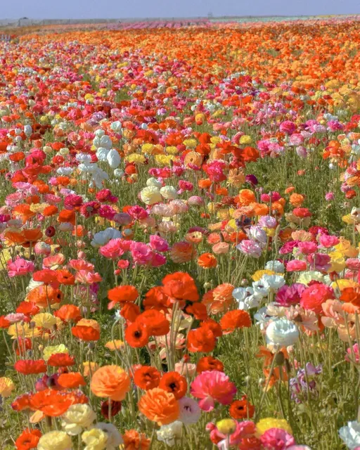 This Must Be The Flower Sea From A Fairy Tale! 🌺🥰  