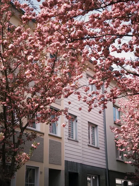Cherry Blossoms inBochum: A Soul-Refreshing Escape 🌸
