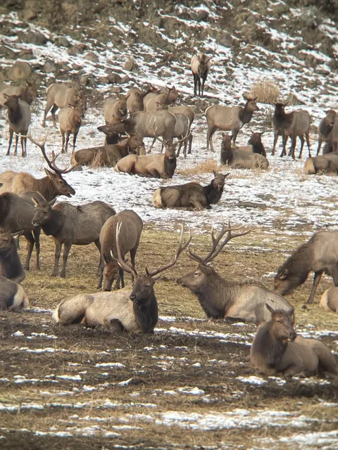 Washington Winter Fun | It’s Time to See Wild Elk in Yakima