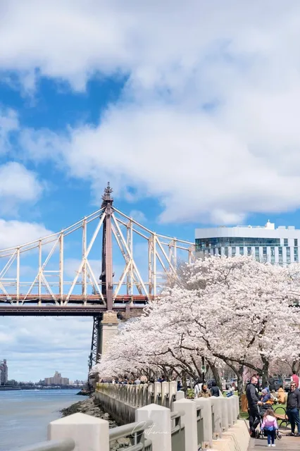 🌸 New York’s Ultimate Cherry Blossom Spot 