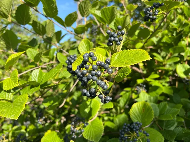 Gathering Place 🌳✨